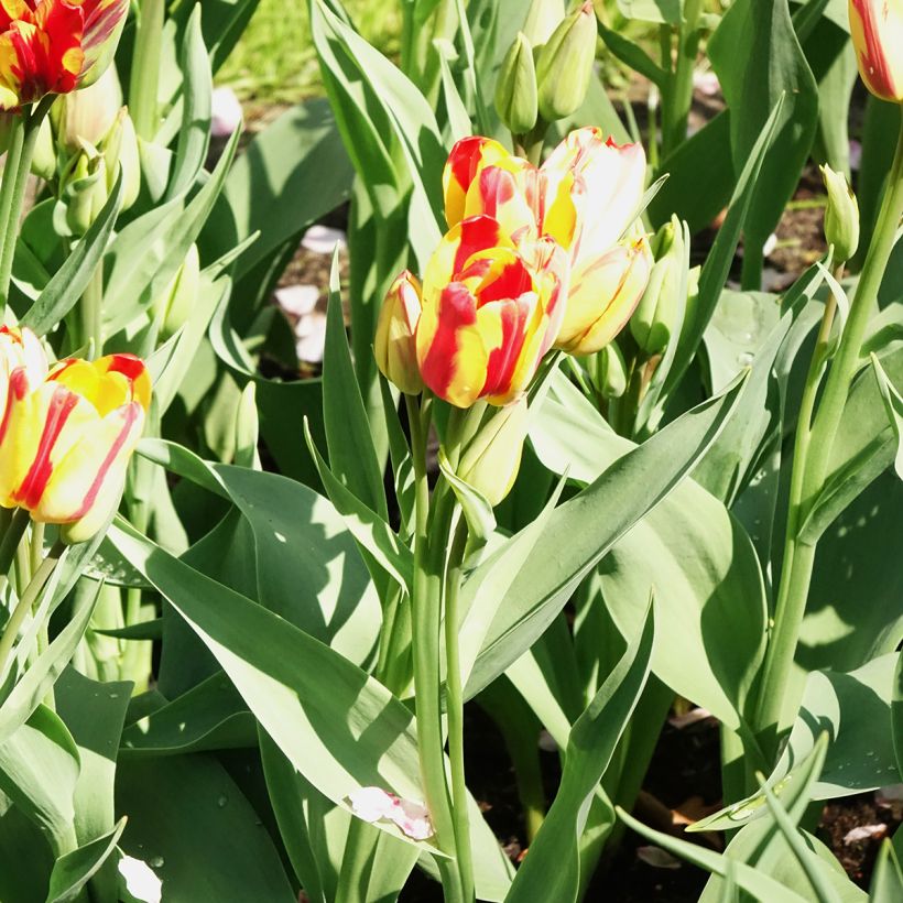 Tulipán multiflor Sunshine Club (Floración)