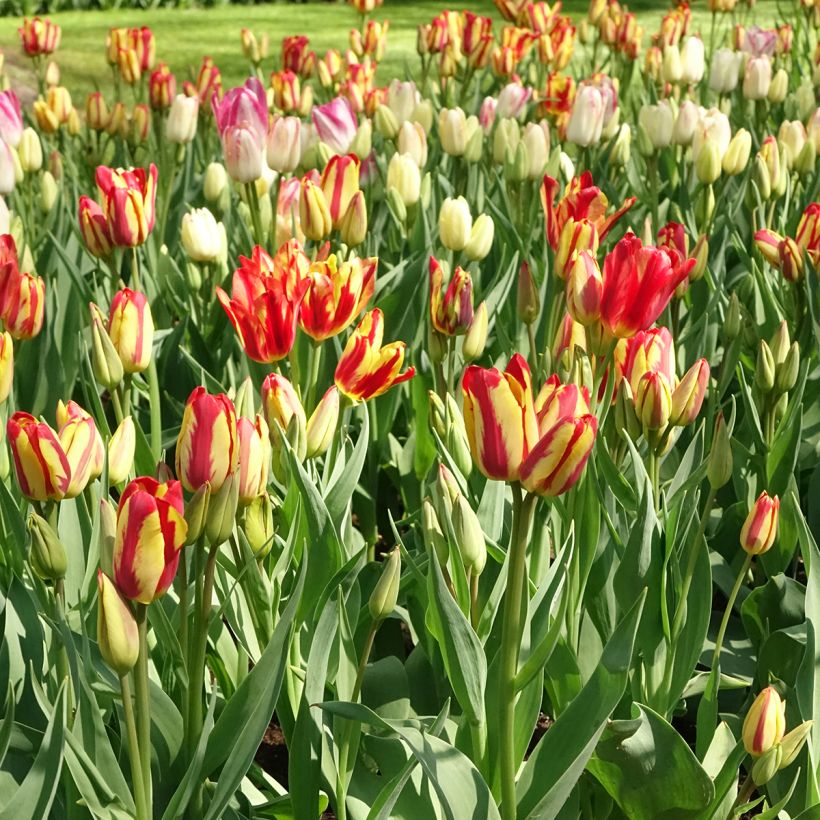 Tulipán multiflor Sunshine Club (Porte)
