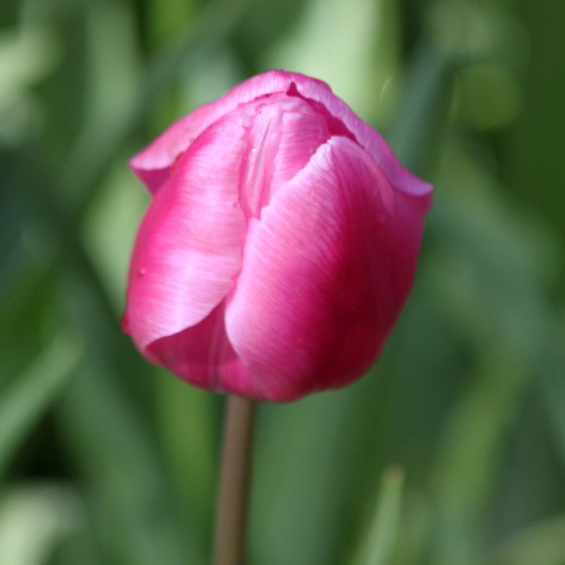 Tulipán simple de flor temprana Aafke (Floración)