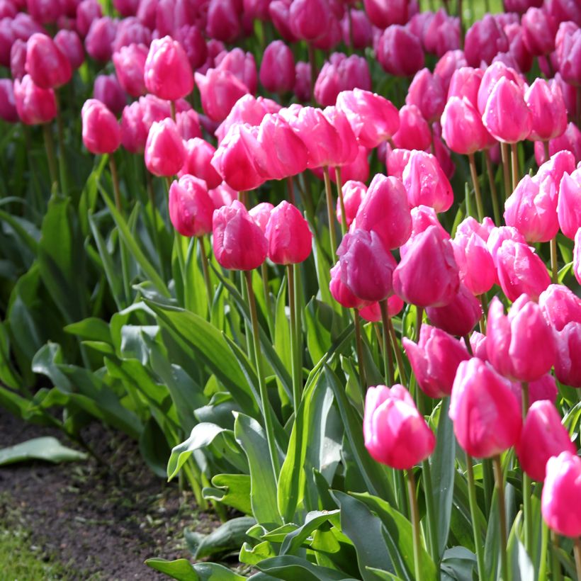 Tulipán simple de flor temprana Aafke (Porte)