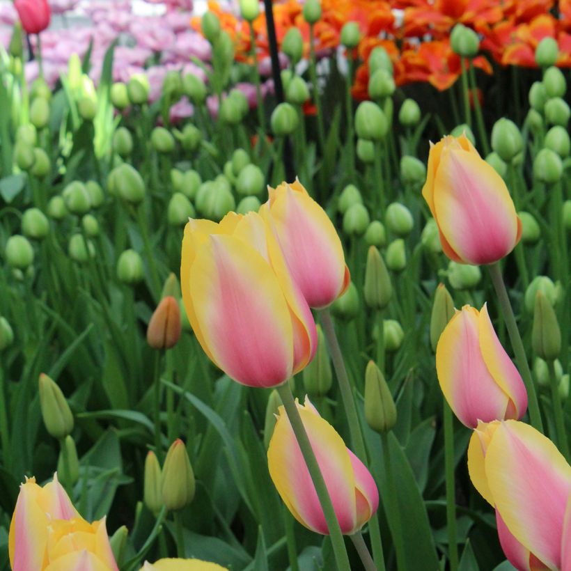 Tulipán simple de flor tardía Blushing Lady (Floración)