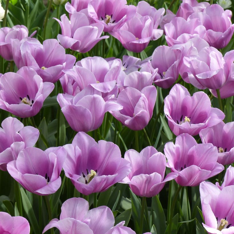 Tulipán simple de flor tardía Violet Beauty (Porte)