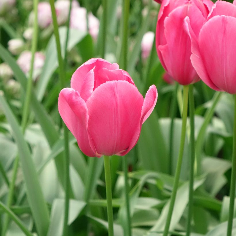 Tulipán simple de flor tardía Yosemite (Floración)
