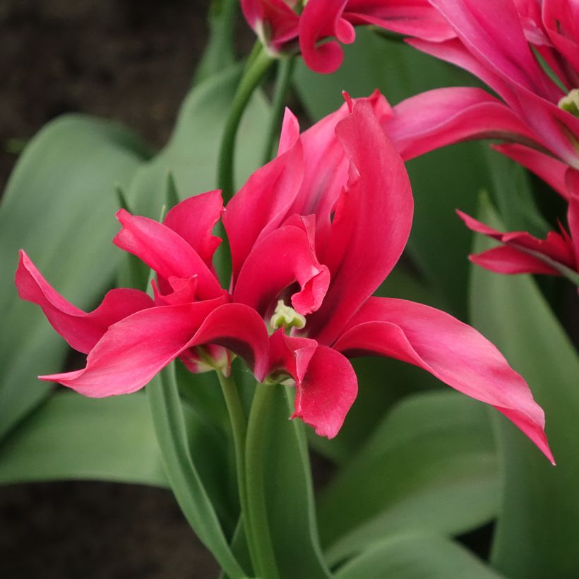 Tulipán Viridiflora Doll's Minuet (Floración)
