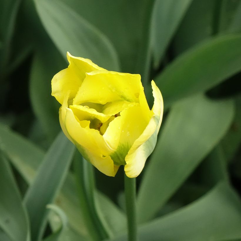 Tulipán Viridiflora Yellow Spring Green (Floración)