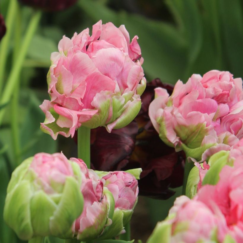 Tulipán doble de flor tardía Double Arosa (Floración)
