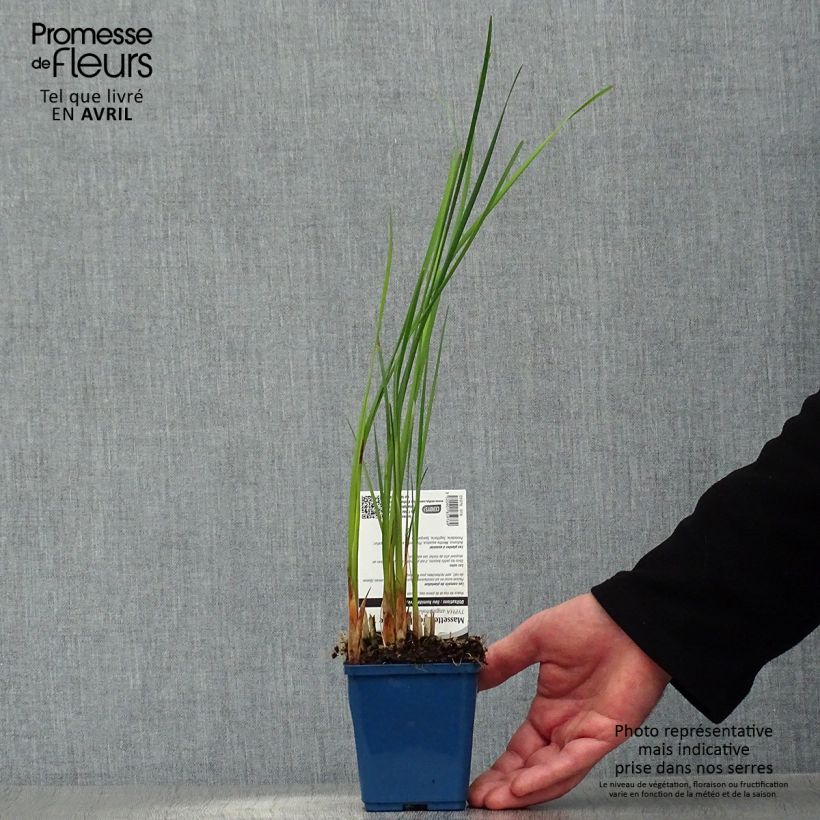 Typha angustifolia - Espadaña Maceta de 8/9 cm Ejemplar entregado en la primavera