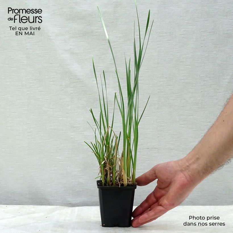 Typha latifolia - Espadaña Maceta de 8/9 cm Ejemplar entregado en la primavera