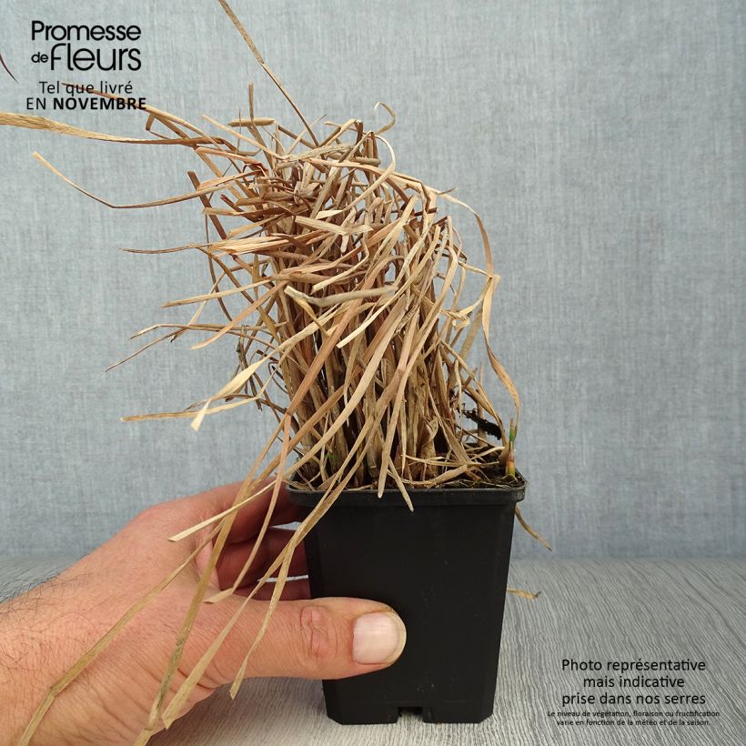 Ejemplar de Typha latifolia - Espadaña Maceta de 8/9 cm entregado en otoño