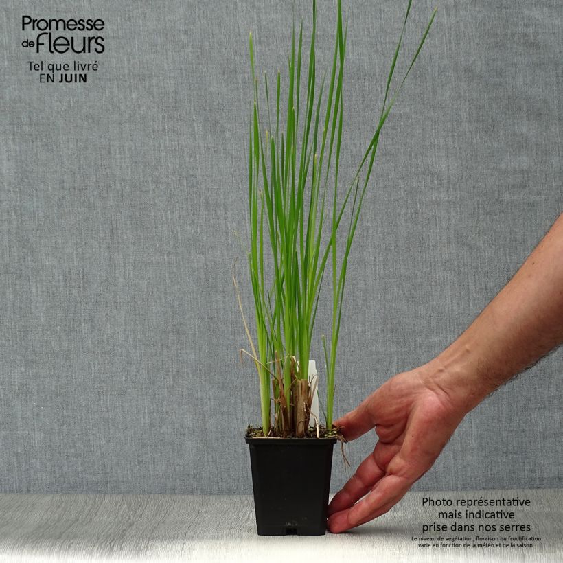 Ejemplar de Typha latifolia - Espadaña Maceta de 8/9 cm entregado en verano