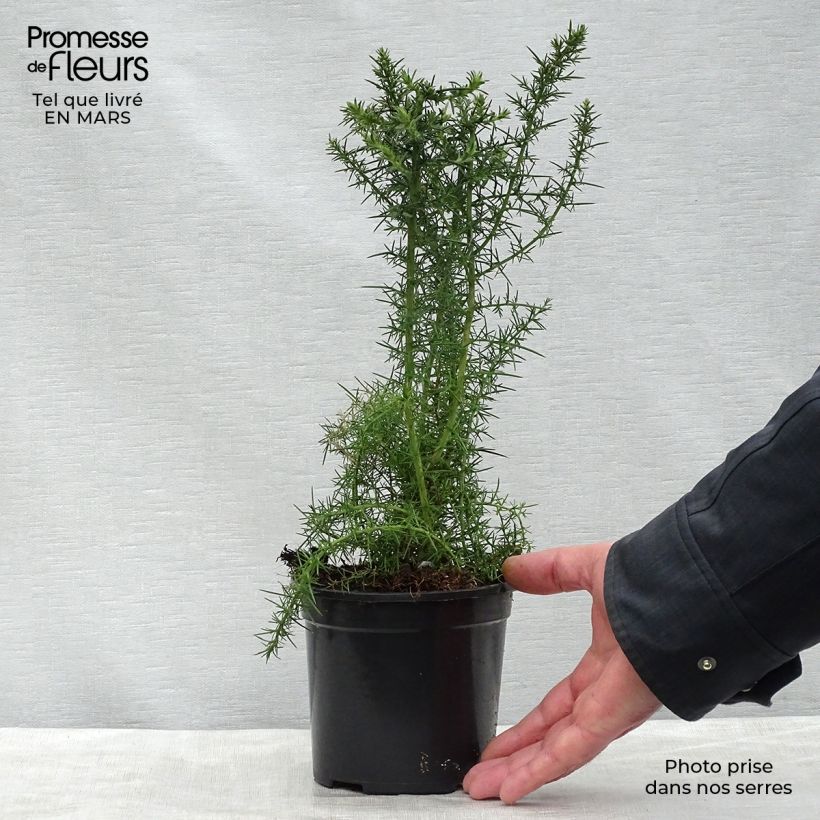 Ulex europaeus - Tojo Maceta 1L/1,5L Ejemplar entregado en la primavera