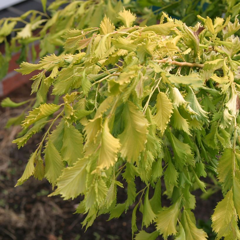 Ulmus minor Viminalis Aurea - Olmo (Follaje)