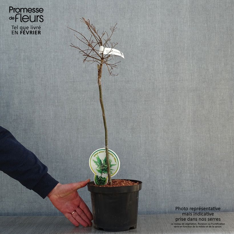 Ulmus hollandica Jacqueline Hillier - Olmo Maceta 4L/5L Ejemplar entregado en invierno