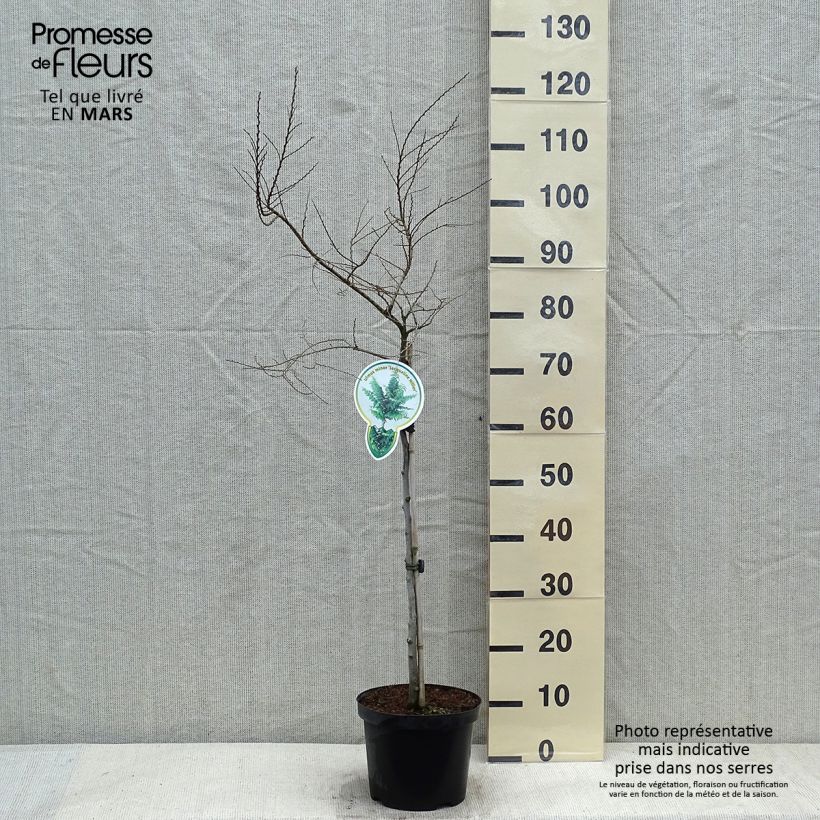 Ulmus hollandica Jacqueline Hillier - Olmo Maceta 4L/5L Ejemplar entregado en invierno