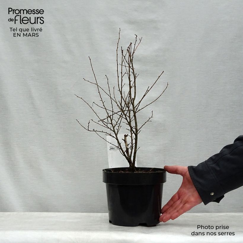 Ulmus hollandica Wredei - Olmo Maceta 3L/4L, Medio tallo Ejemplar entregado en la primavera