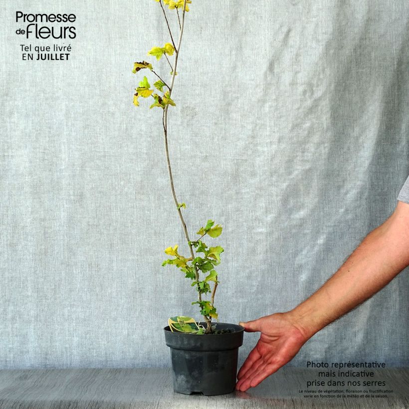 Ejemplar de Ulmus hollandica Wredei - Olmo Maceta 3L/4L, Medio tallo entregado en verano