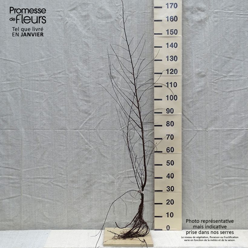 Ulmus minor - Olmo Raíces desnudas Ejemplar entregado en invierno