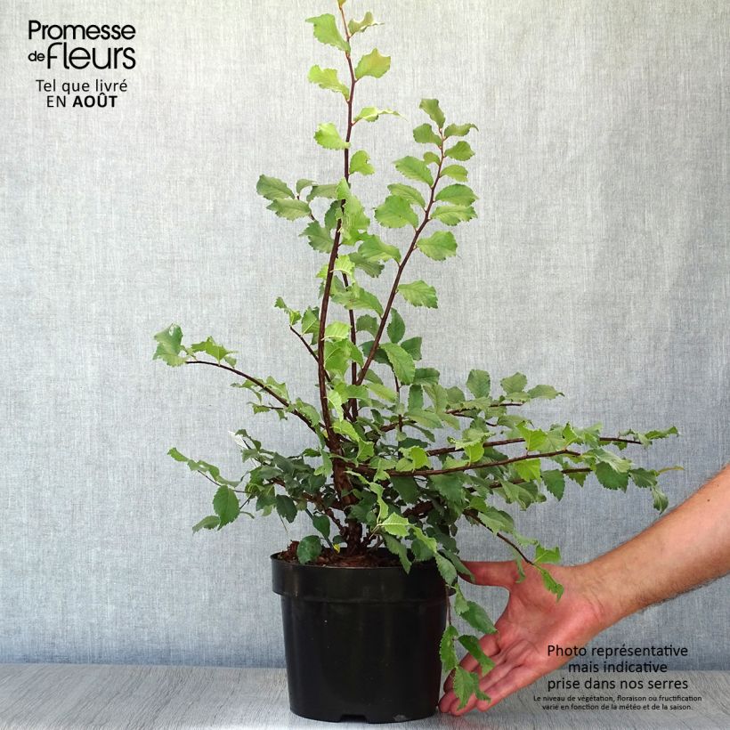 Ejemplar de Ulmus minor suberosa - Olmo Maceta 3L/4L entregado en verano