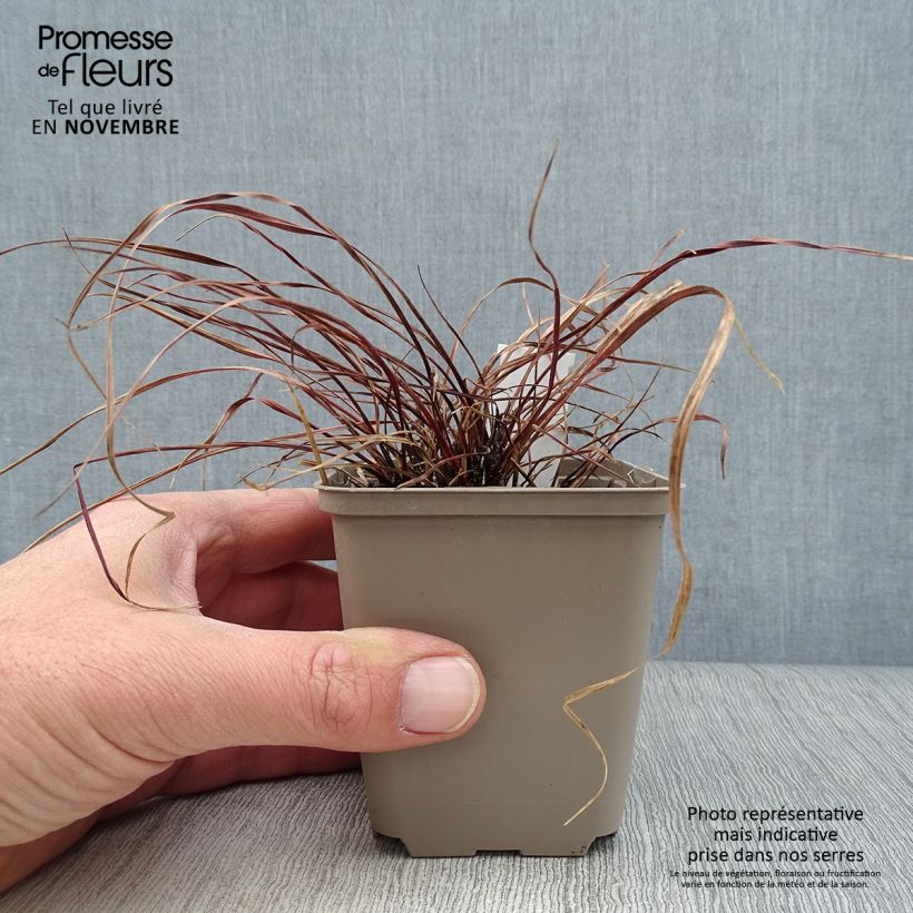 Ejemplar de Uncinia rubra Everflame Maceta de 8/9 cm entregado en otoño
