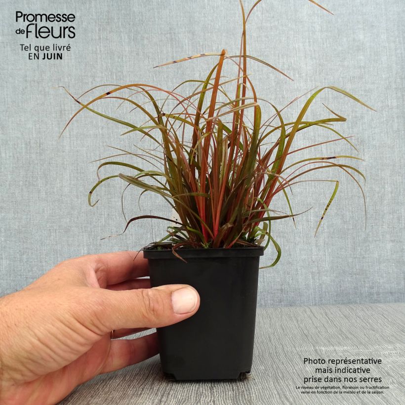 Ejemplar de Uncinia rubra Maceta de 8/9 cm entregado en verano
