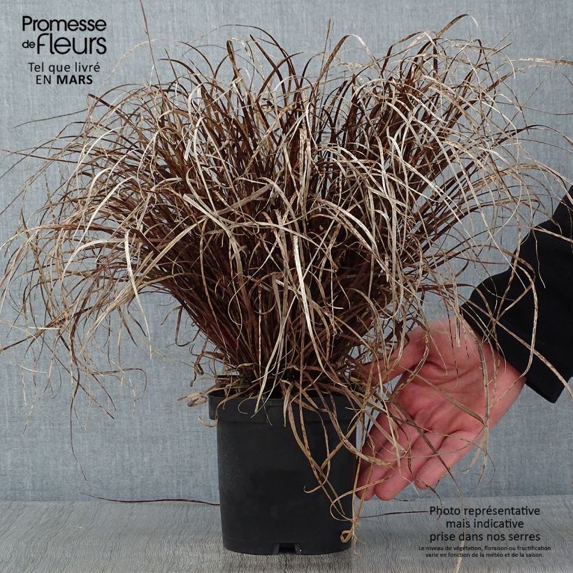 Uncinia rubra Maceta 2L/3L Ejemplar entregado en invierno