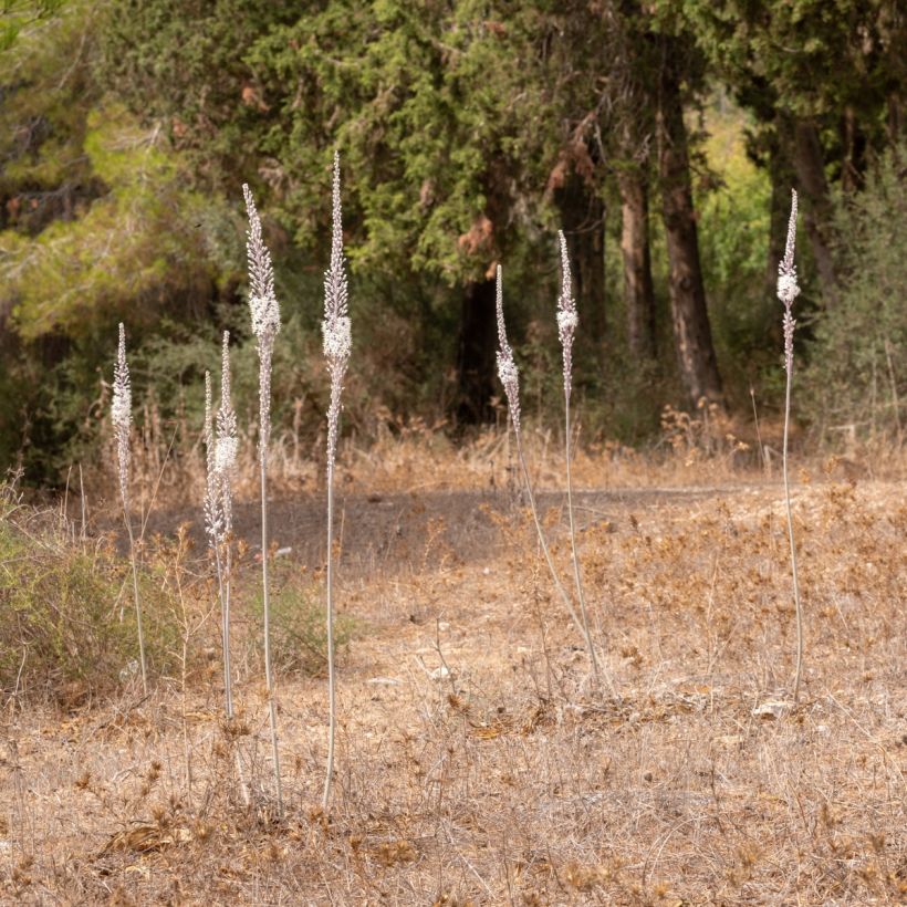 Urginea maritima - Cebolla albarrana (Porte)