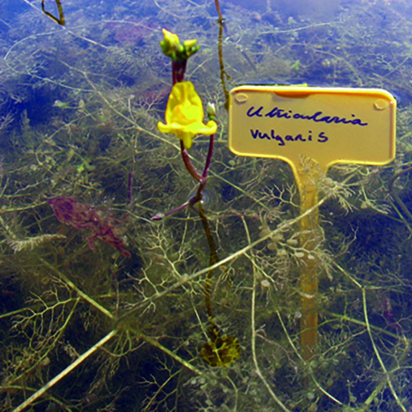 Utricularia vulgaris - Col de vejigas (Porte)