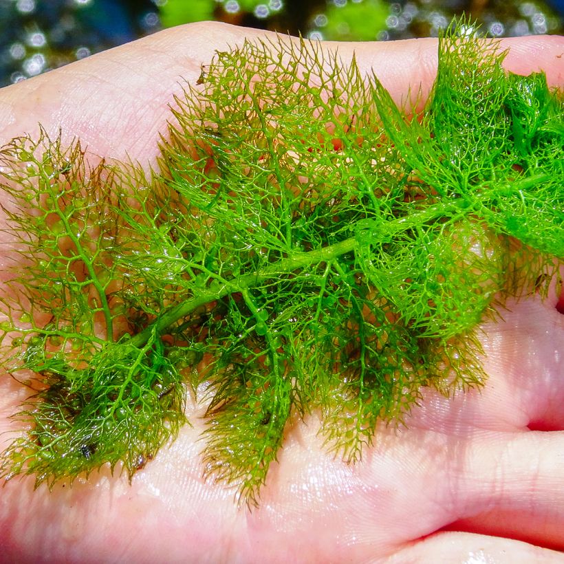 Utricularia vulgaris - Col de vejigas (Follaje)