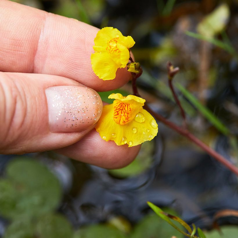 Utricularia vulgaris - Col de vejigas (Floración)