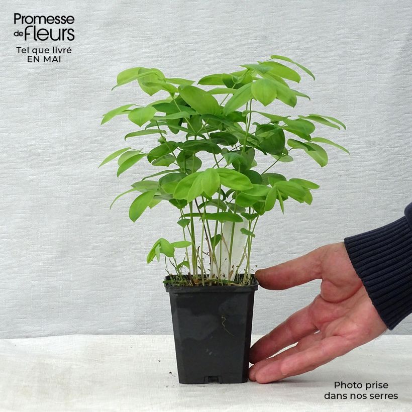 Uvularia grandiflora Maceta de 8/9 cm Ejemplar entregado en la primavera