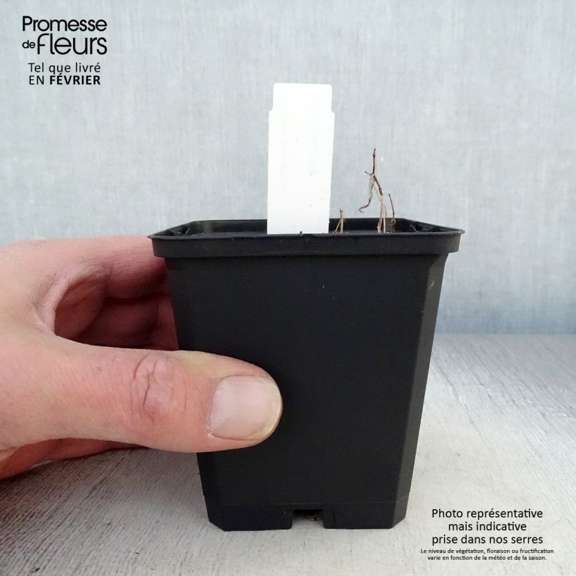 Uvularia grandiflora Maceta de 8/9 cm Ejemplar entregado en invierno