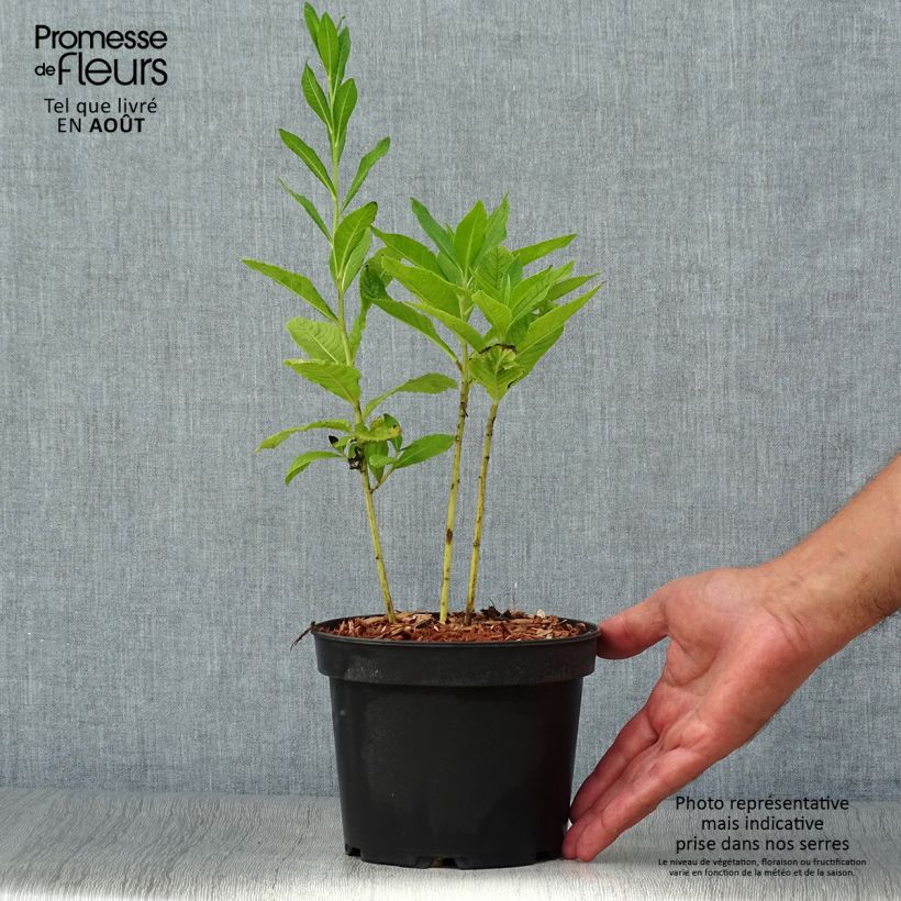 Ejemplar de Vernonia noveboracensis White Lightning Maceta 2L/3L entregado en verano