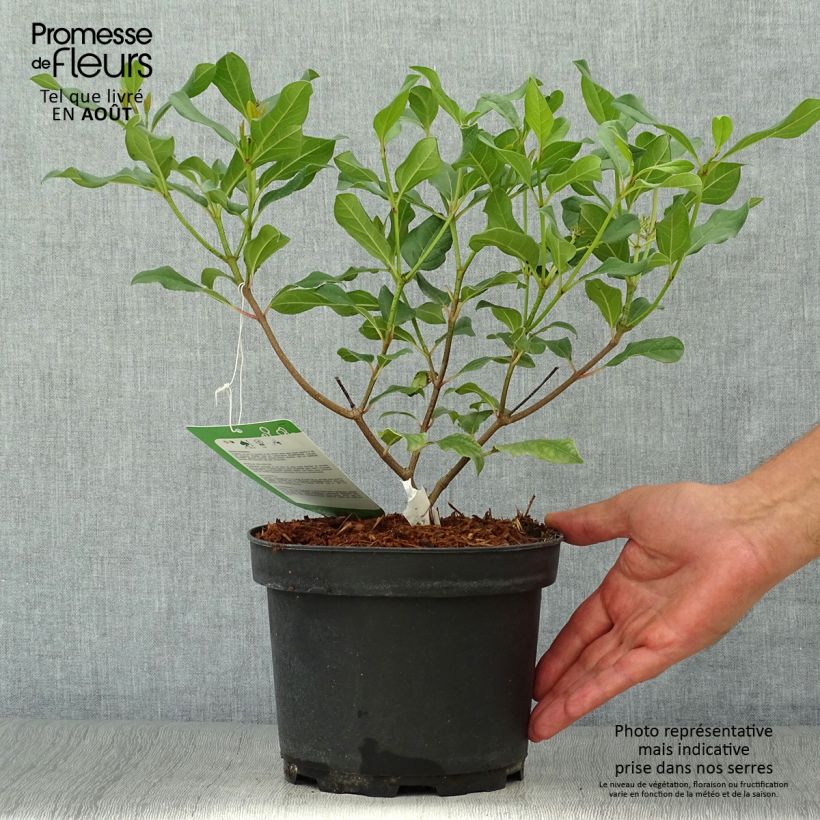 Ejemplar de Viburnum davidii Jermyns Globe - Viburno chino Maceta 3L/4L entregado en verano