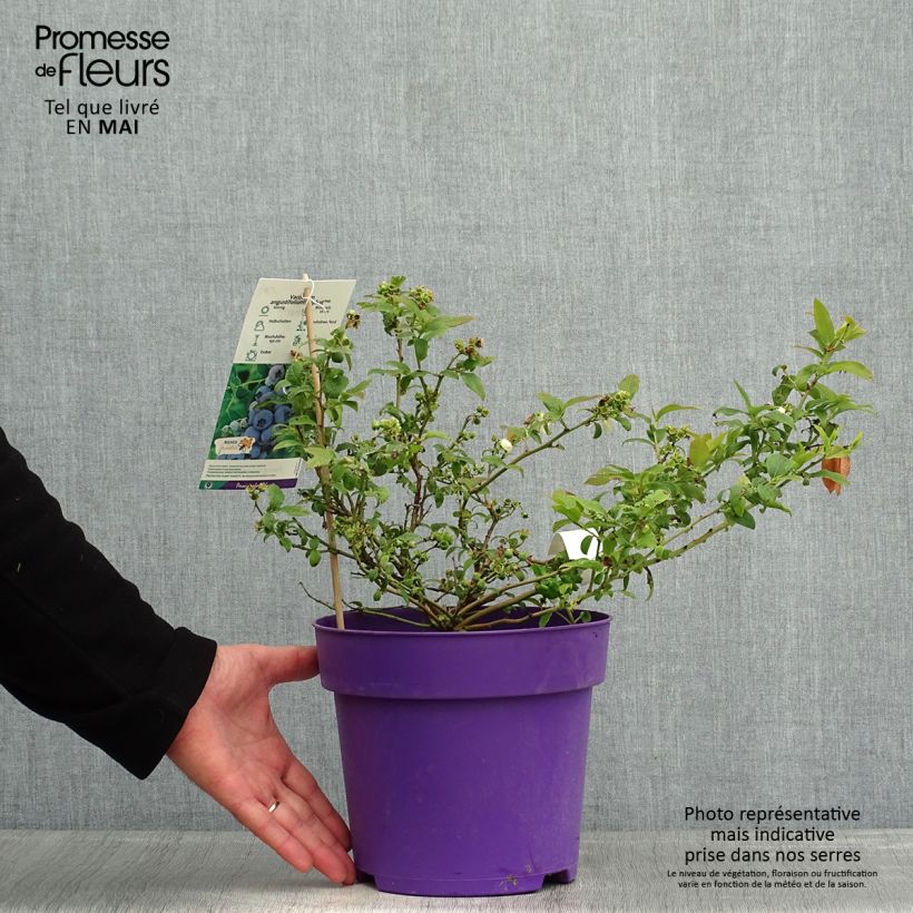 Arándano Tophat Maceta 4L/5L, Formación arbustiva Ejemplar entregado en la primavera