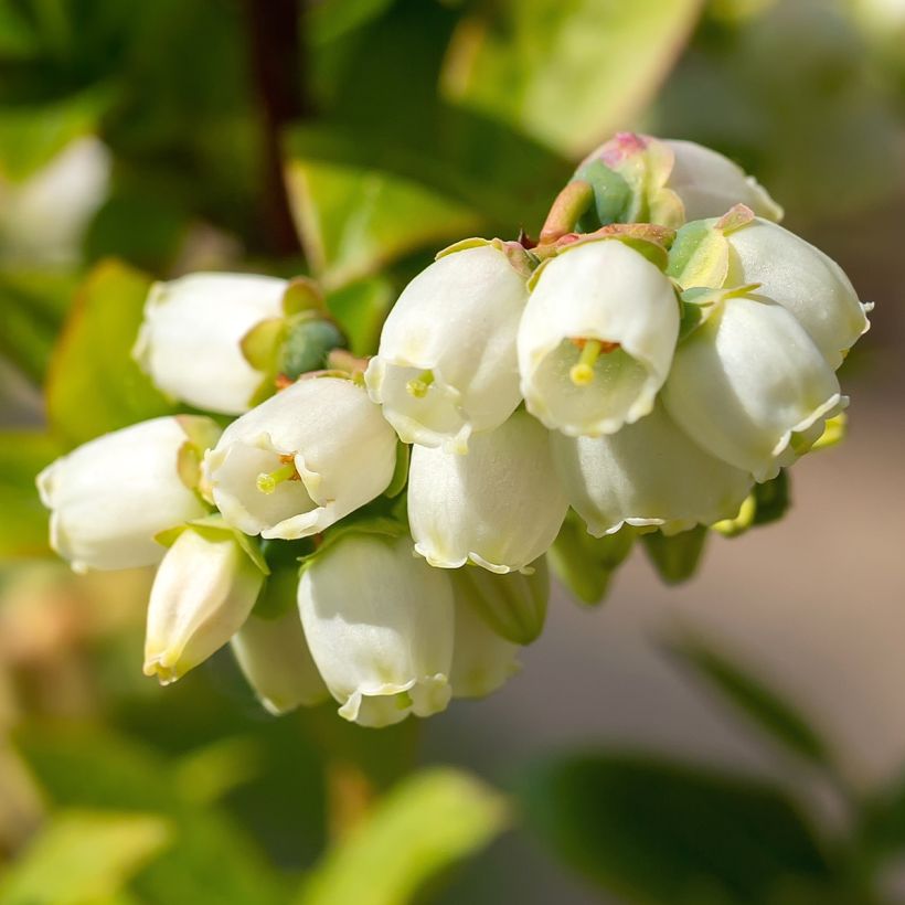 Arándano Brigitta (Floración)
