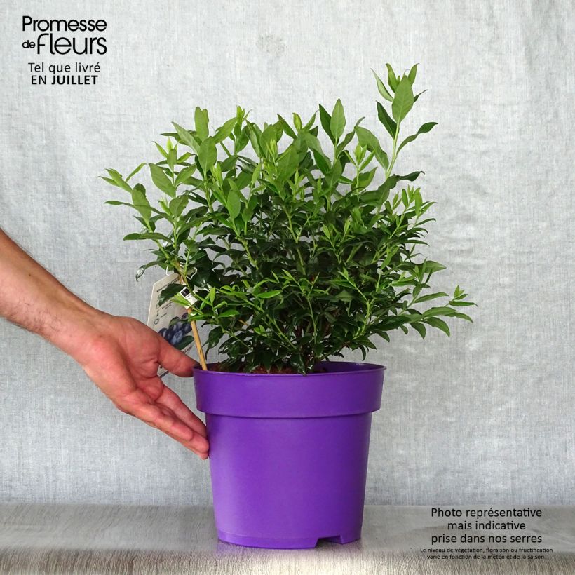 Ejemplar de Arándano Hortblue Petite Maceta 2L/3L, Formación arbustiva entregado en verano