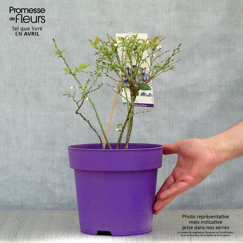 Arándano Hortblue Petite Maceta 2L/3L, Formación arbustiva Ejemplar entregado en la primavera