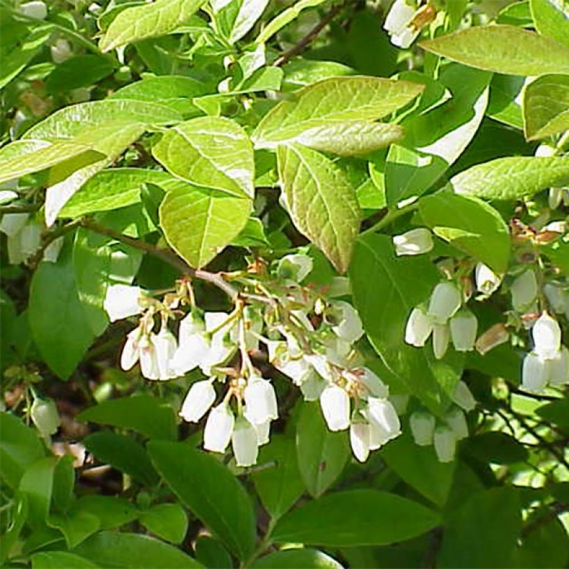 Arándano Chandler (Floración)