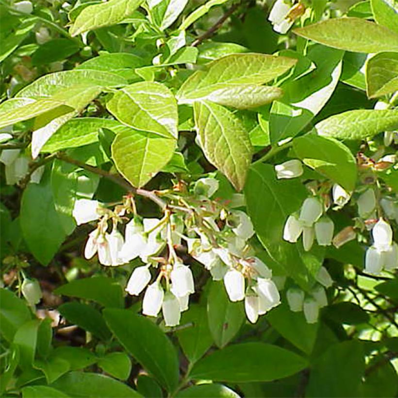 Arándano Patriot (Floración)