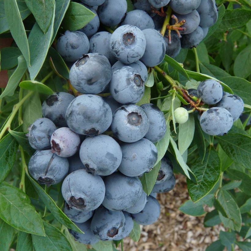 Arándano Sunshine Blue (Cosecha)