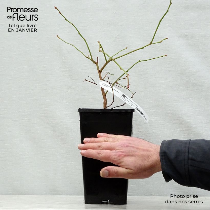 Arándano Yello!Berryblue Maceta 2L/3L Ejemplar entregado en invierno