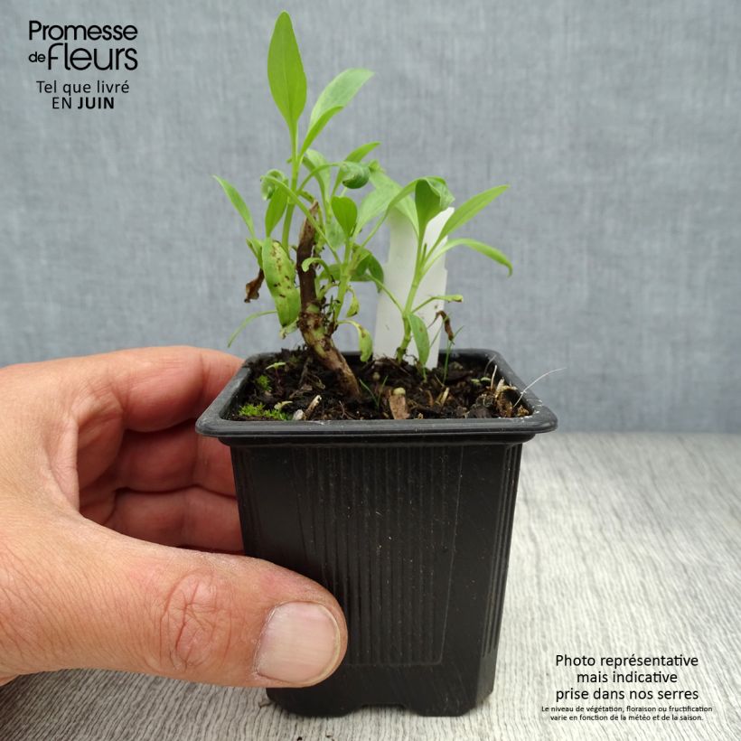 Ejemplar de Centranthus ruber Albus - Hierba de San Jorge Maceta de 8/9 cm entregado en verano
