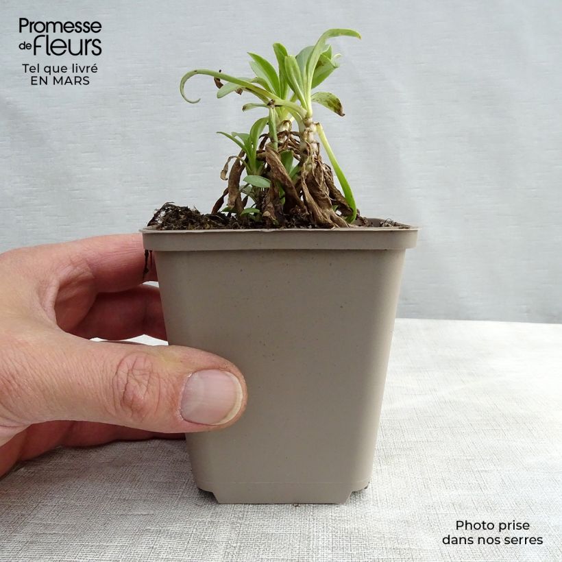 Centranthus ruber Albus - Hierba de San Jorge Maceta de 8/9 cm Ejemplar entregado en invierno