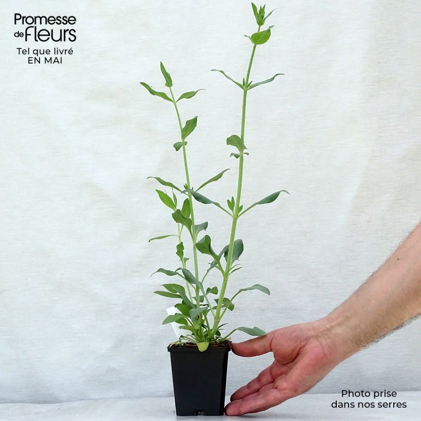 Centranthus ruber Albus - Hierba de San Jorge Maceta de 8/9 cm Ejemplar entregado en la primavera