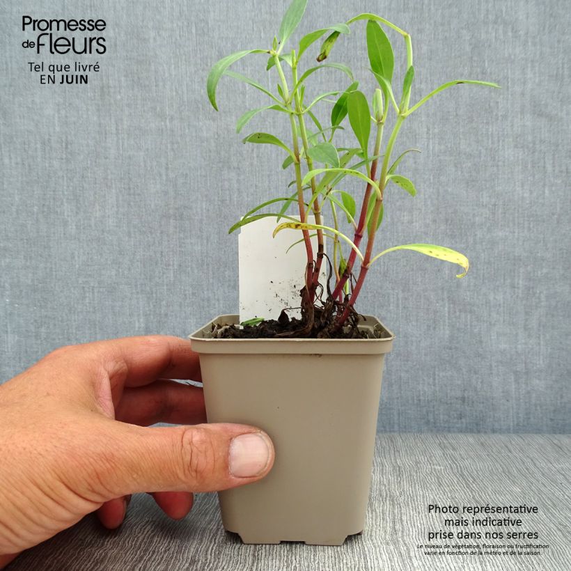 Ejemplar de Centranthus ruber - Hierba de San Jorge Maceta de 8/9 cm entregado en verano