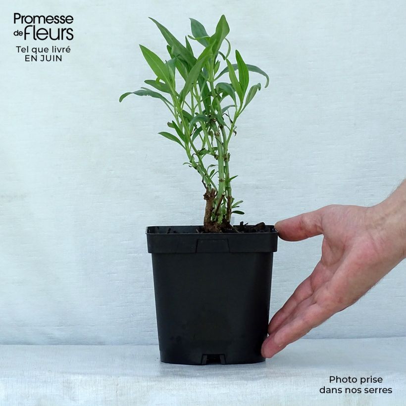Ejemplar de Centranthus ruber - Hierba de San Jorge Maceta 2L/3L entregado en verano