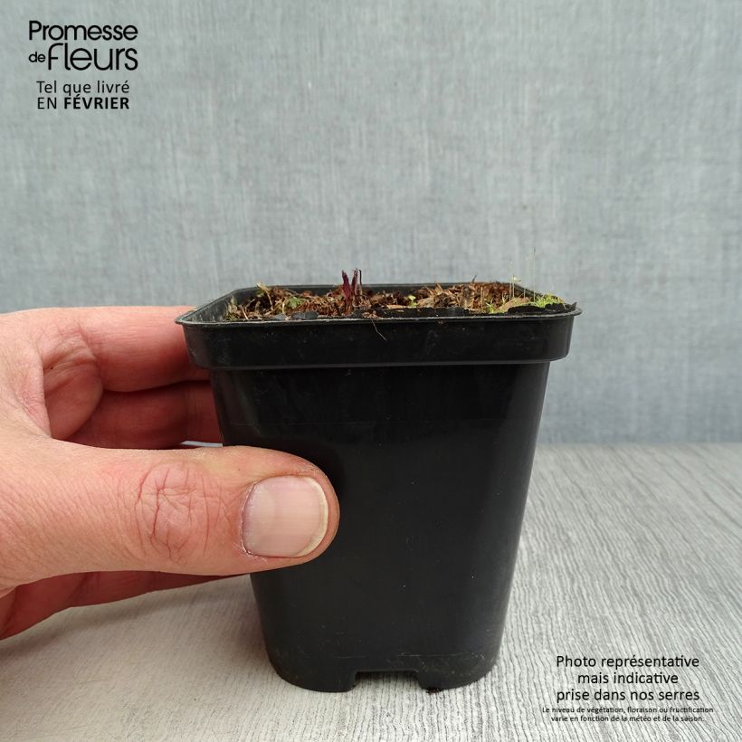 Valeriana común - Valeriana officinalis Maceta de 8/9 cm Ejemplar entregado en invierno