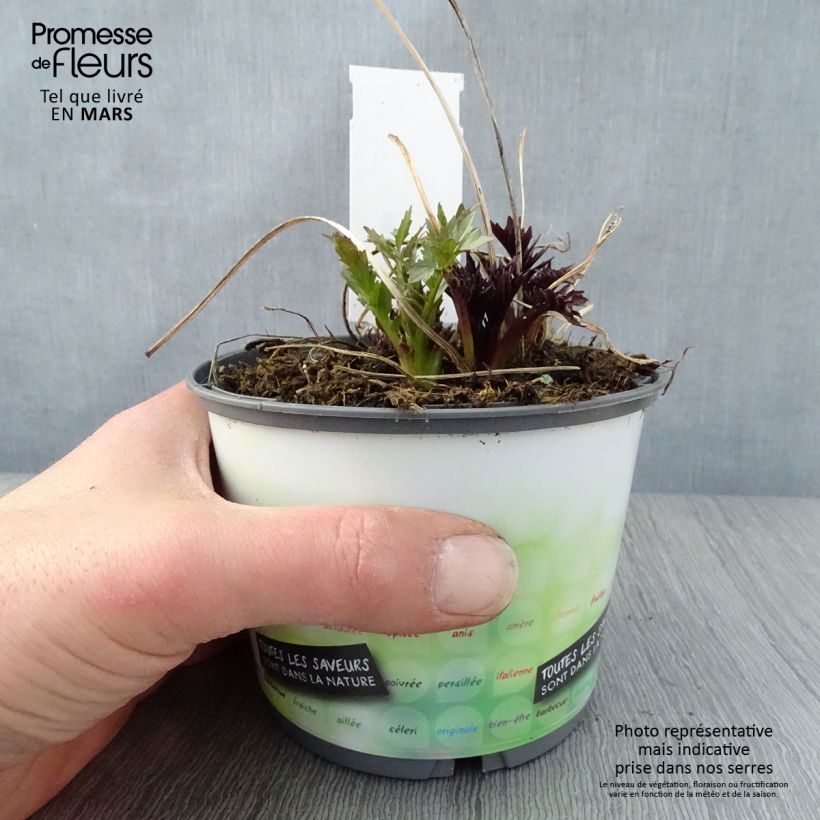 Valeriana común - Valeriana officinalis Maceta 2L/3L Ejemplar entregado en la primavera