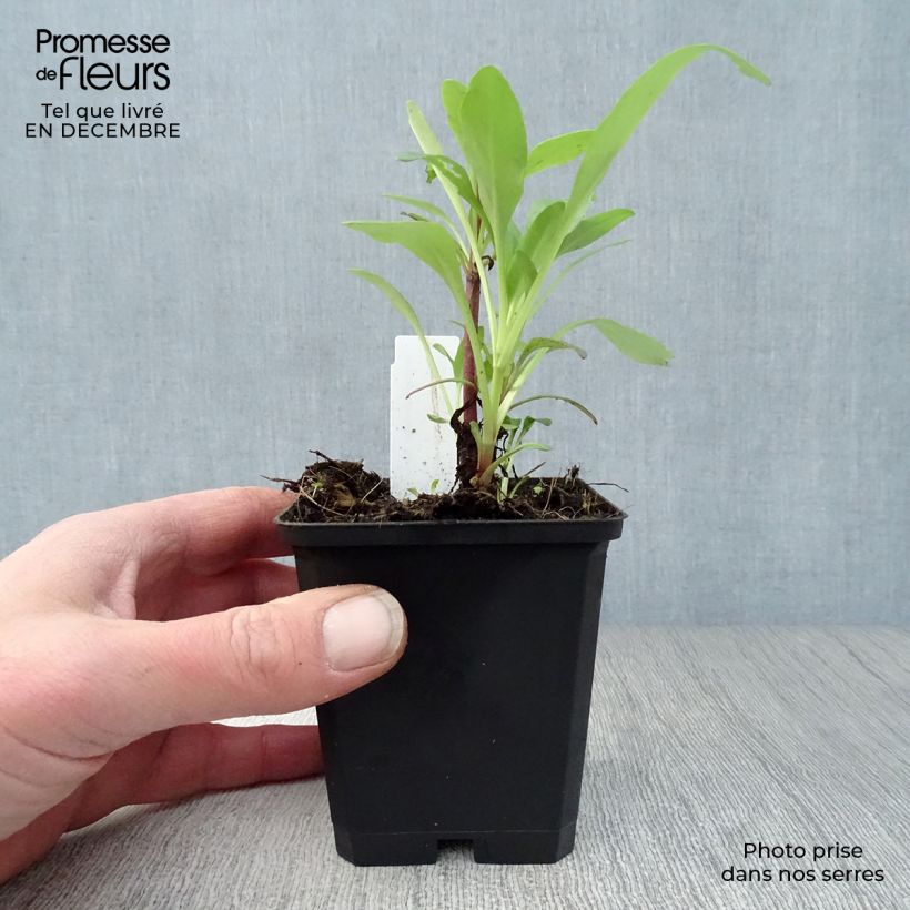 Centranthus ruber Coccineus - Hierba de San Jorge Maceta de 8/9 cm Ejemplar entregado en invierno