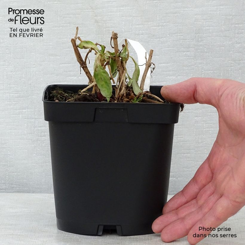 Centranthus ruber Coccineus - Hierba de San Jorge Maceta 2L/3L Ejemplar entregado en invierno